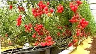 Soil-less farming: 25 kg of tomatoes per plant - YouTube