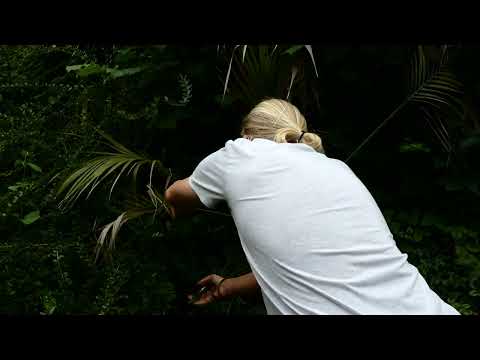 Kentiapalme Palmen Blätter Formschnitt Rückschnitt Schnitt Howea forsteriana