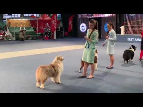 クルフト2020国際ジュニアハンドラー❤️ ハンガリー代表になりました。 (I represent Hungary at Crufts 2020 International Junior Handler❤️)