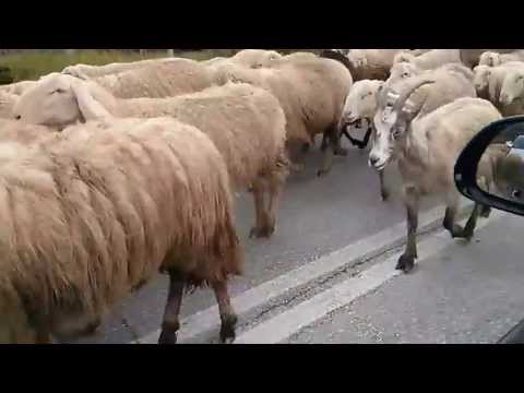 Pecore e Transumanza - Sheeps on the Road