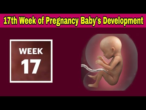 17th Week of Pregnancy Symptoms, Changes & Baby Development | 17th Week of Pregnancy in telugu