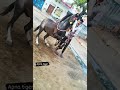 हाजी फरमान टुटर का नगला जिला बुलंदशहर 