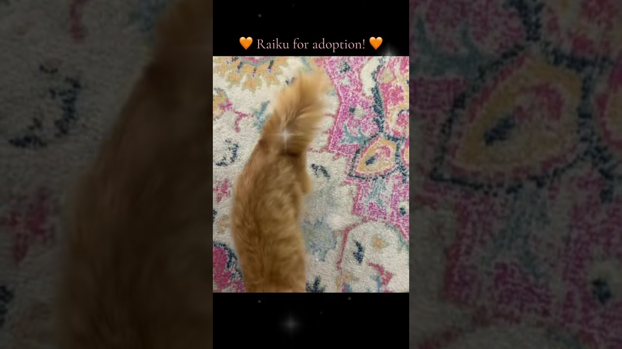Enlarge Raiku, an adopted Domestic Medium Hair in Long Beach, NY video 6/6