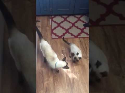 Cambre Swamp Manse Morning