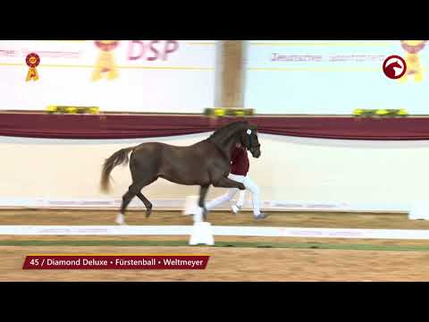KN 45 von Diamond Deluxe / Fürstenball