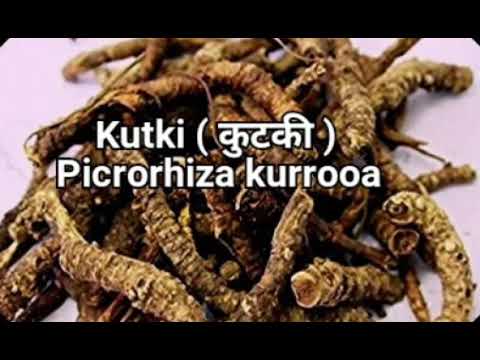 Benefits and usage of kutki: picrorhiza kurroa