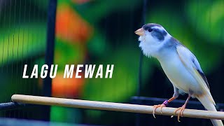 Download lagu KENARI LAGU MEWAH ISIAN LOVEBIRD, COCOK BUAT MASTERAN KENARI PAUD BELAJAR NGELAGU mp3