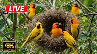 🔴 CAT TV 24/7 NO ADS 🕊️ Birds & Squirrels Frolic Around the Fountain 🐿️ TV for cats to watch 4K
