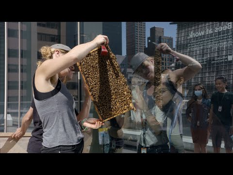 花から花へと舞うブルームバーグのミツバチたち - Bloomberg Japan