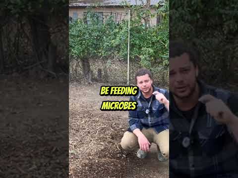 Winter Composting: Snow's Role in Decomposition