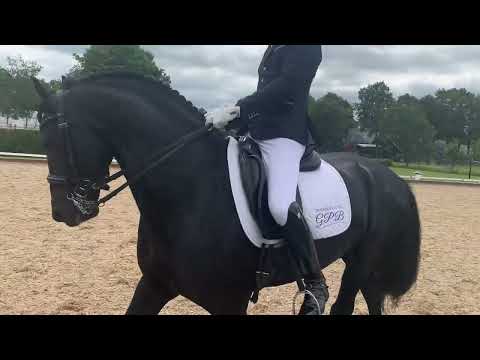 Stal Okkema's Anco - Norbert x Beart - Stallion - 2016