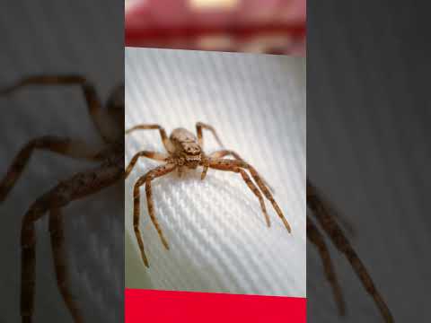 This VIRAL DANCE TREND Just Sent LEXI RIVERA TO THE HOSPITAL! 🚨 (Injury Caught On Camera) | #shorts