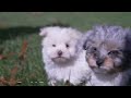 Pomapoo dogs for sale: Belle - Video 1