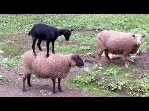 , title : 'SHEEP & GOATS can be SUPER FUNNY, SEE FOR YOURSELF! - Funny ANIMAL compilation'