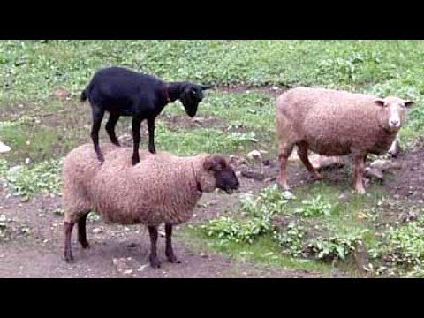 Les moutons et les chèvres peuvent être très drôles, voyez par vous-même ! - compilation d'animaux drôles