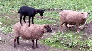 Miniature vidéo