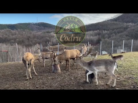 Green Codru - Bihor - Decembrie 2020