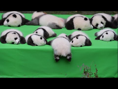 AWW! How cute baby pandas playing and eating|cute baby panda|baby panda falling