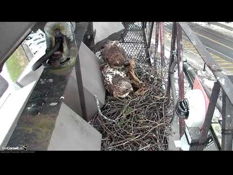 Big Red and Arthur Visit on a Windy Afternoon | March 10, 2019 | Cornell Hawks PTZ Cam