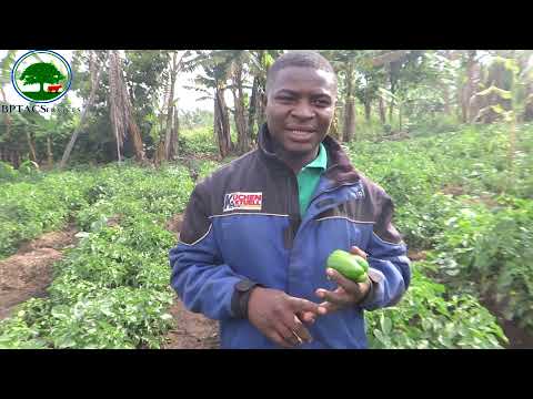 Production du poivron au Cameroun avec BPTACServices