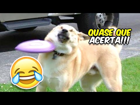 TENTE NÃO RIR 🤣 CACHORROS 🐶 vs GATOS 😹 (NÍVEL IMPOSSÍVEL) | OS MELHORES MEMES E VÍDEOS ENGRAÇADOS