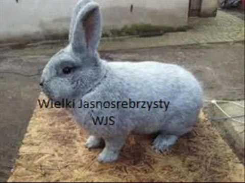 Jakie są herbatki dla potencji Ivan herbata wpływa na potencję mężczyzn