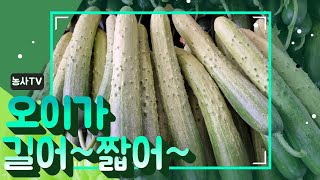 오이가 해비치는골은 점점 길어지고  그늘골은 아직 짧고 시비가 힘들군요