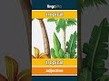 tropical - tropical video thumbnail