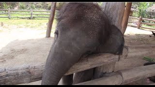 Baby Elephant Tries to Wake up a Sleepy Dog [OFFICIAL]