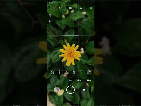 how to take pro photography #flowers#photography#bestflowers