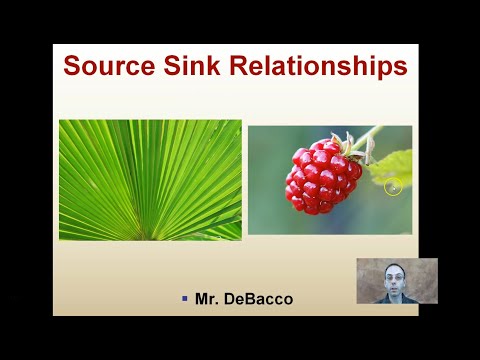 Source Sink Relationships