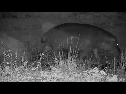 Djuma: Hippo arrives at the dam - 03:18 - 01/02/22