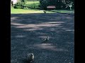 Summer Mornings