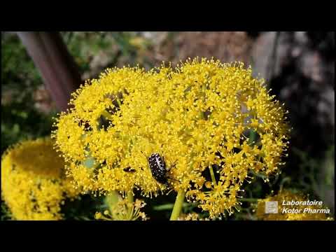 Férule (Ferula communis)