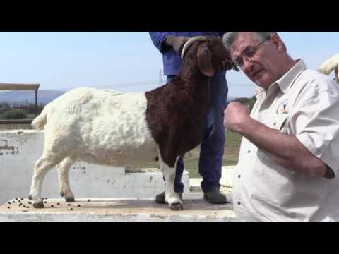 Conrad Herbst Explaining the Colouring on Boer Goats - Video3