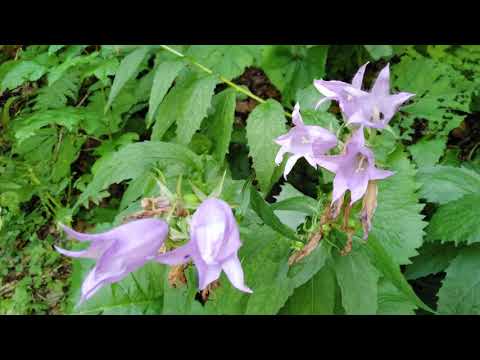 Poteca Urlatorilor (Schiel): traseu Bușteni - Cabana Piatra Arsă (Jepii Mari)