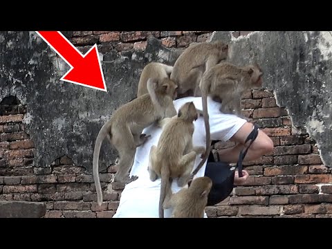 Macacos loucos de Lop Buri | Phra Prang Sam Yot | Cidade de Lop Buri - Viagem à Tailândia 2023