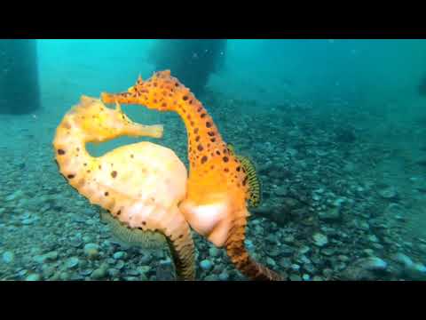 Stunning Video Captures Moment Seahorse Transfers Eggs to Her Partner