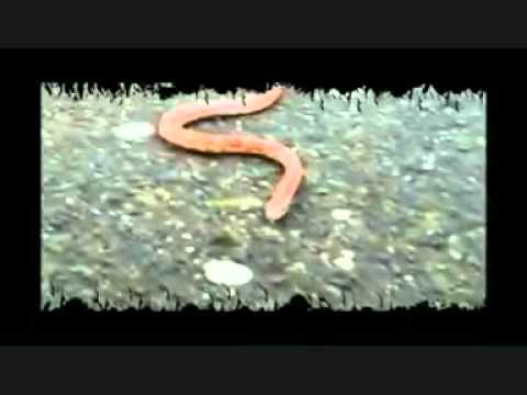 Anaconda Record Serc51 Vs Breitseitenrap Svd65  651