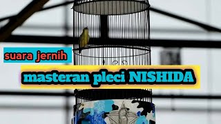 Download lagu masteran original pleci nishida andre pekatik birdshop mp3 Download lagu masteran original pleci nishida andre pekatik birdshop mp3