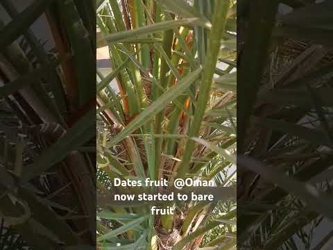 dates in oman now started to have fruits #Dates yummy #Oman