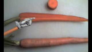 Carrot Anatomy
