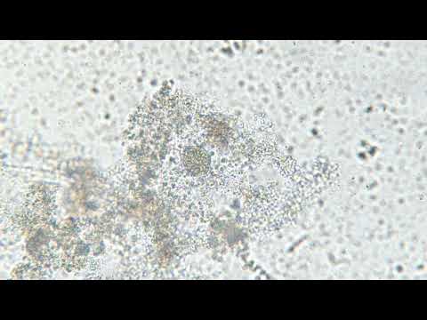 Вода из вазы под микроскопом MAGUS Bio V300