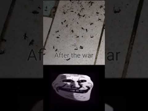 War... #Ants #bugs #War