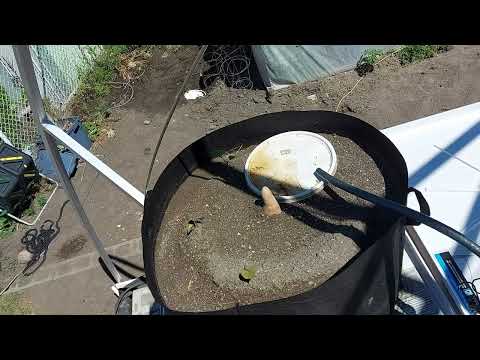 PyraPOD4 Grande-17: incorporating sandponics with hydroton below and sand on top in felt grow bags