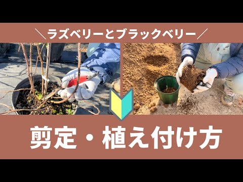 下のブラックベリー、レッドヤマウズラ 植物