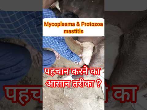 , title : 'Mycoplasma & protozoa mastitis in cow@gaumataseva4467@sunehrigaay@farmingleaderOfficial#cow'