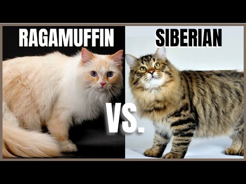 Ragamuffin Cat VS. Siberian Cat