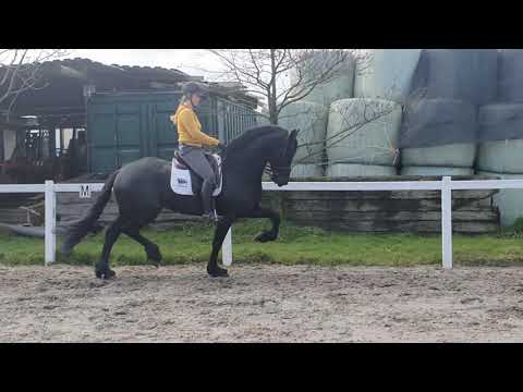 Stal Okkema's Boucke - Jouwe x Doaitsen - star stallion - 2016 - L2 dressage