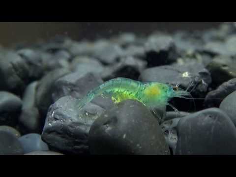 Aqua-Tropica - Systemischer Pilzbefall bei Zwerggarnelen